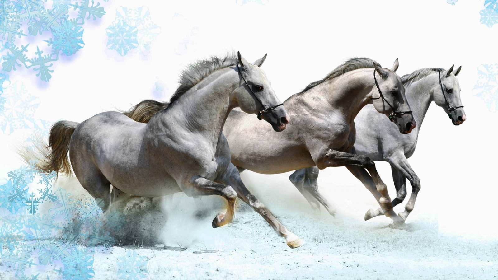 horse-hd-wallpapers-widescreen-