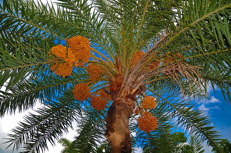 Date_palm_tree